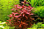 Людвигия Перуанская Ludwigia peruensis (меристемное растение)